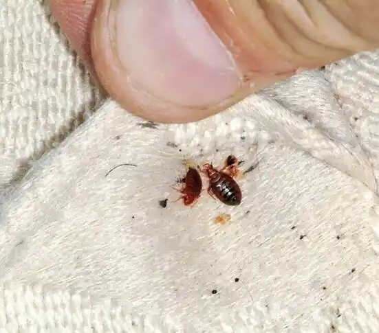 pest control Utqiagvik